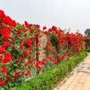 장미원내부 이미지