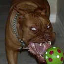 멍멍스토리 이미지