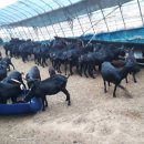 솔흑염소농장 이미지