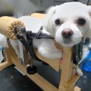 나눔 양한방 동물병원 이미지