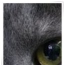 컴투펫 위탁보호센터 인천점 이미지