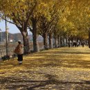 곡교천 은행나무길 이미지