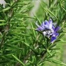 로즈마리 효능 개화시기 키우기 향수보다 고운 향기 매력 포인트 이미지