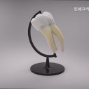 연세크리스마스치과의원 이미지