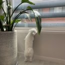 잠실준25시 동물병원 이미지