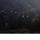 경안천 4 이미지