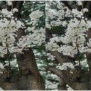 장안벚꽃길 이미지