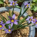 매화목장 이미지