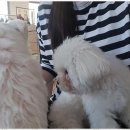 더펫센터