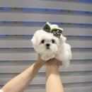 멜로디펍스 | 반려견으로 미니말티즈 데려왔어요