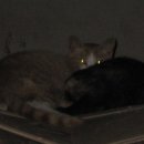 고미발톱 이미지