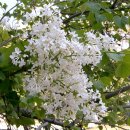 수수꽃다리 이미지