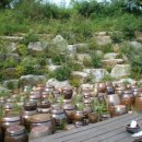 점봉산 산채 이미지