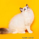 익산원펫 이미지