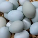 이상은농장 이미지