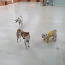 맡겨보개 이미지