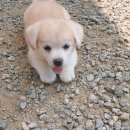 이프멍멍 이미지