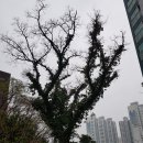 느티나무 - 여주시 여양로 1454 | 느티나무