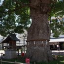 고토히라우동 이미지