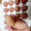 와라농장 이미지