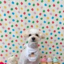 피움동물병원 이미지