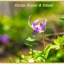 바람꽃 이미지