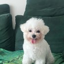 천사펫하우스 이미지