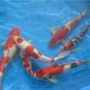 영어조합법인 진천관상어 | [진천] 진천 전국관상어 품평회 개최 관심