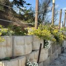 (유)삼주 노동조합 | [태안] 파도와 노을 캠핑장 VIP 두 가족 사이트 후기