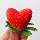 베릴리