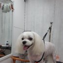 개깎쟁이 이미지