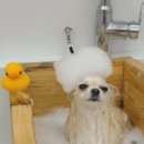 패밀리앤퍼피 이미지