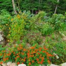 둔내로 차향기 이미지