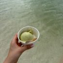동부 | [신혼여행 | 모리셔스] 모리셔스 필수 액티비티 동부 카타마란 후기