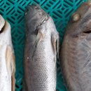 도계생선 이미지