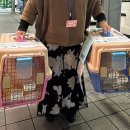 라페트 폼 이미지