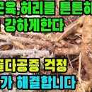 음나무(해동피, 해동수근)―근골을 튼튼하게 하고, 허리건강을 지켜주어 젊음을 유지시킨다 조회수 5.5만회 3년 전 이미지