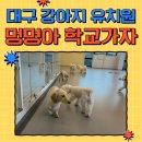멍멍유치원 | 대구 강아지 유치원 후기 &#39;멍멍아학교가자&#39; 다녀오다