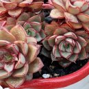 동미농장 이미지