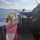 대야도항 | 대야도항 골드피싱호, 2024년도 9월 2째쭈 주말 조항, 쭈꾸미갑오징어 선상배 후기