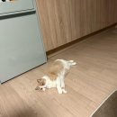 캣데이 | 인천 부평 부개 고양이 무마취 미용실 고양이 미용 잘하는 캣데이 전체미용 목욕 후기