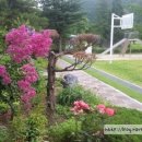 숲실초등학교 이미지