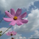 대사로(길안면) 이미지