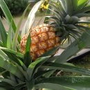 커피나무 꽃향기 이미지