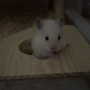 서울 애니 동물병원 이미지