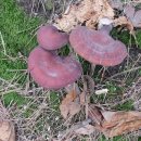 영지농장 이미지