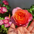 장미슈퍼 이미지