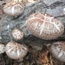 골짜기농장 이미지