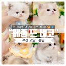 Maison de ic 메종드 ic | [부산고양이분양] 프리미엄 댕냥이들의 성지! “메종 드 네코 센텀본점” 리뷰 😺💎