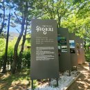이팝 | 밀양 위양지 방문 후기 이팝나무 명소